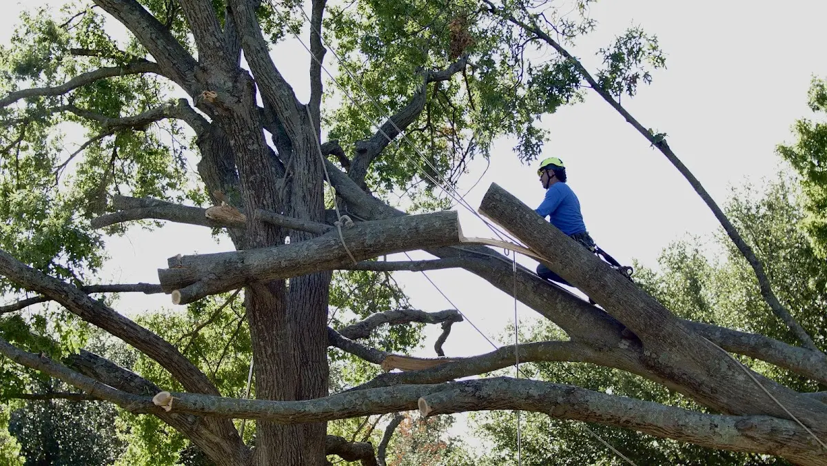 Professional Crown Thinning performed by certified arborists in Saint Marie