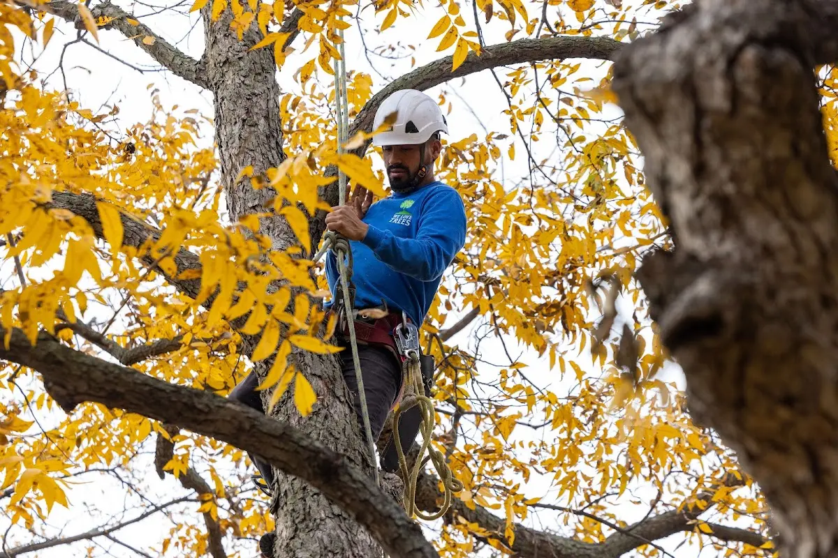 Skilled Tree Transplanting crew working in Saint Marie